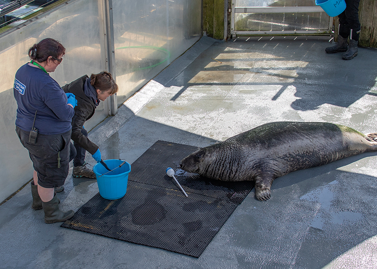 Emma is putting this lovely lady through the different challenges of being a Keeper for the day