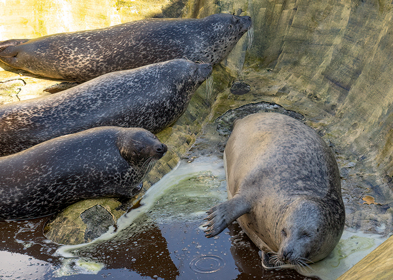 Common Seals Family Photo!