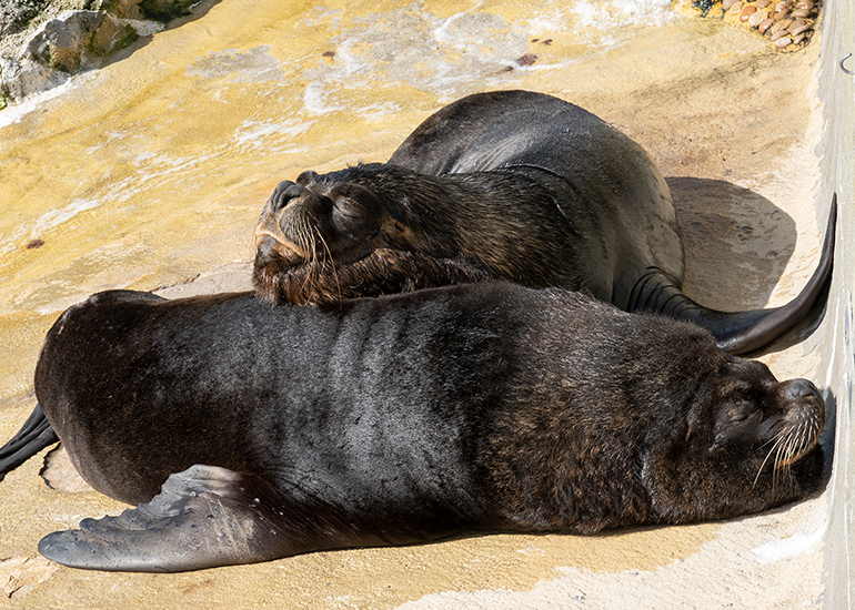 Noito and Deigo enjoying the Spring sun!
