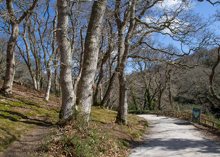 Step into Spring with these lovely woodland walks!
