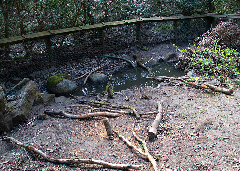 Hamish, Maple and Scruff have been busy in their secret beaver enclosure!