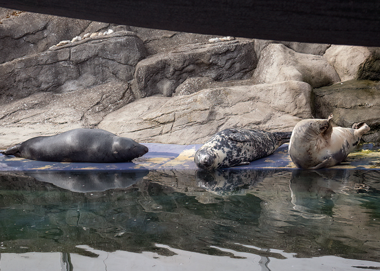 Friday afternoon zzzzzzzz! (Ray, Sheba and Atlanta)