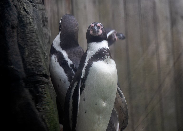 Look Guys...a long camera lens pointing at us!