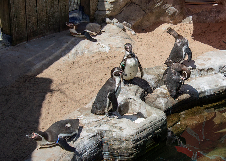 Oh dear...it´s moulting time for the Penguins!