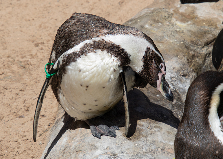 Can someone scratch my back I cannot get to it! - Gilbert