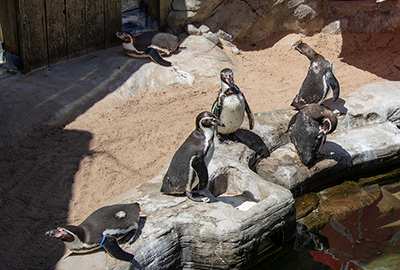 Oh dear...it's that time of the year!...moulting time!