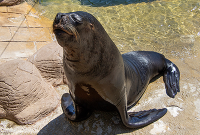 Noito taking in the sun