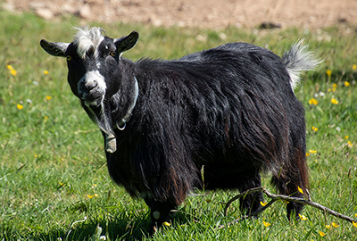 Dennis does not agree