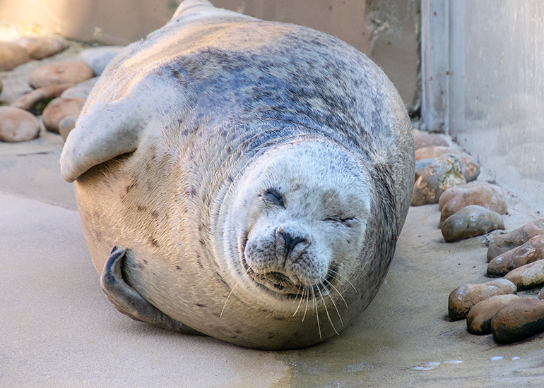 Babyface having an afternoon nap!