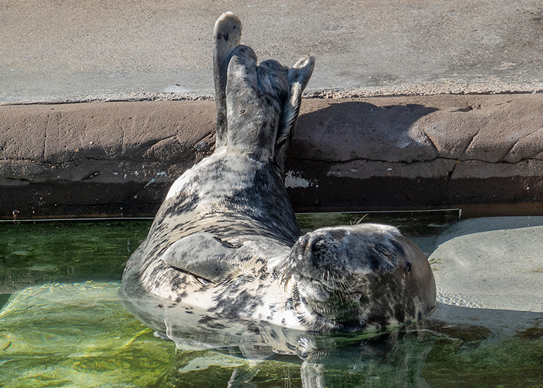 Just relaxing in the sun - Willow