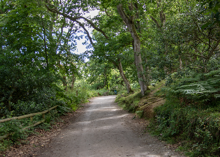 Woodland Walk
