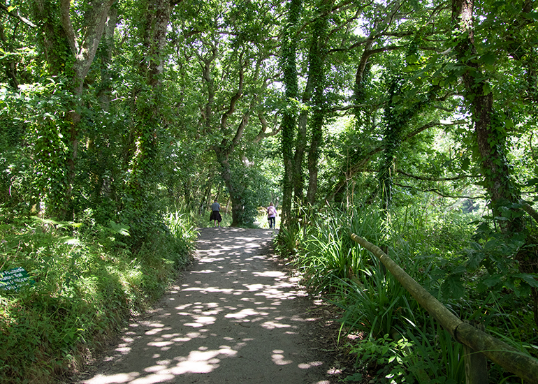 Woodlands Walk