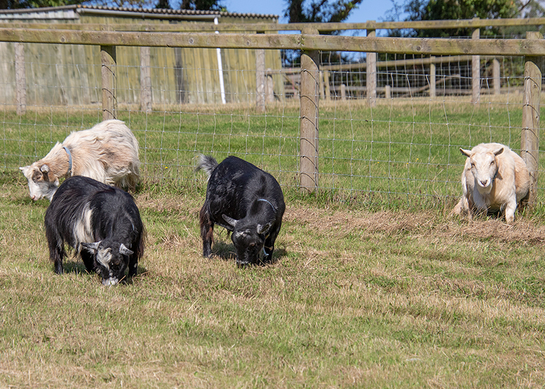 Arnie, Dennis, Marvin and Bertie - Pygymy Goats