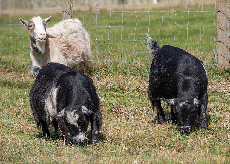 Arnie, Dennis and Marvin
