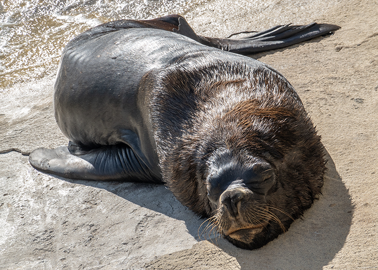 Afternoon nap time!