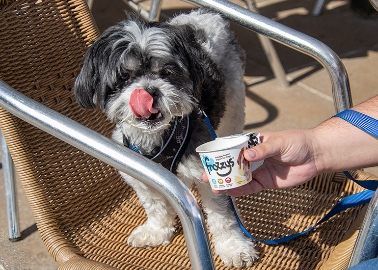 Stanley enjoying his ice cream