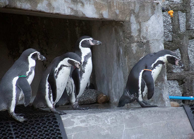 Gilbert, Lola, Squidge and Waddles - Humbodlt Penguins