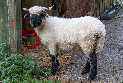 Islay - Valais Blacknose Wether Sheep