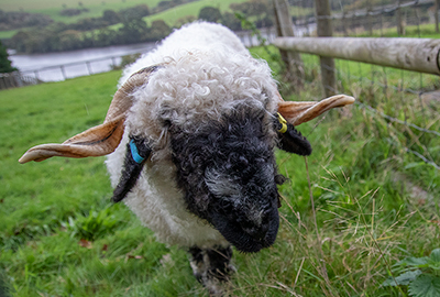 Iona - Valais Blacknose Wether Sheep