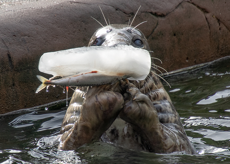 There is a fish inside this ice block!
