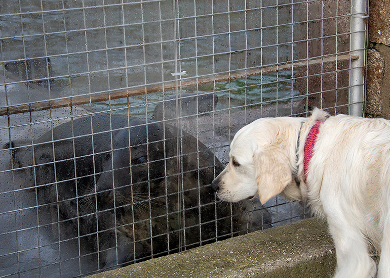 The dog was fascinated by how big the seal was?