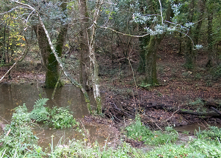 Beavers made this impressive dam!