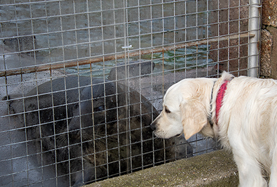 The dog was fascinated by how big the seal was?