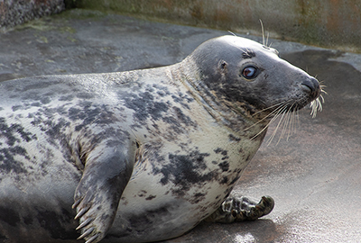 Cornish Seal Sanctuary