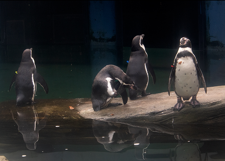 Penguins enjoying being back home!