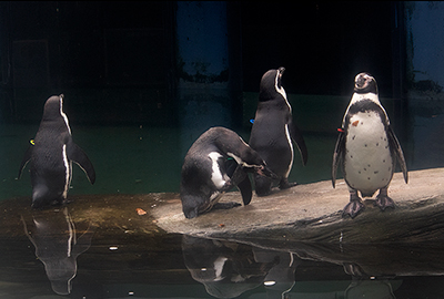 Penguins enjoying being back home!