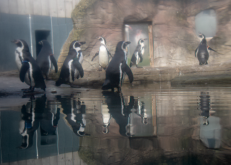 Penguins waiting for their lunch!