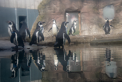 Penguins waiting for their lunch!