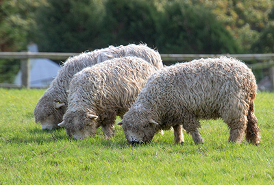 Greyface Dartmoor Sheep