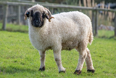 Ira - Valais Blacknose Wether Sheep