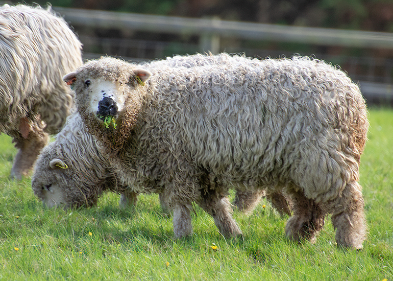 Greyface Dartmoor Sheep