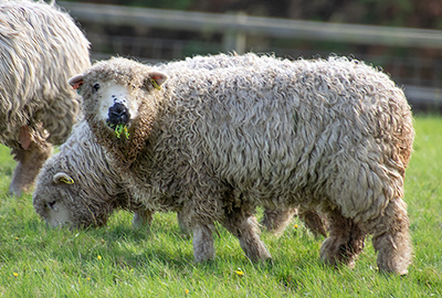 Greyface Dartmoor Sheep
