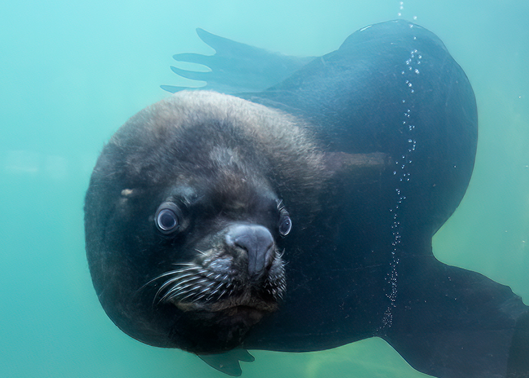 Deigo - Patagonian Sea Lion