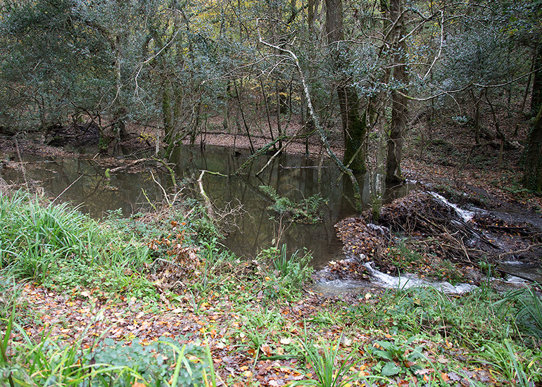 Busy Beavers