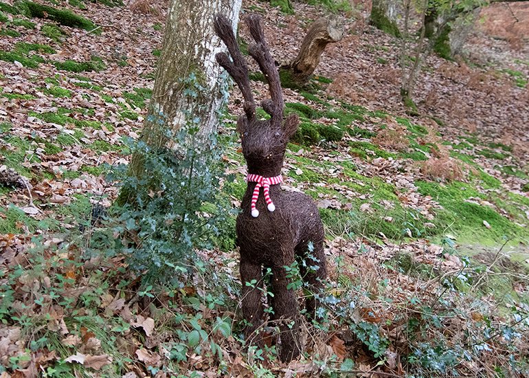Christmas Nature Walk