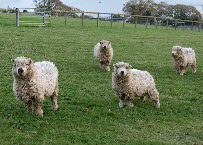 L-R: Edelweiss, Dora, Dolly and Evee