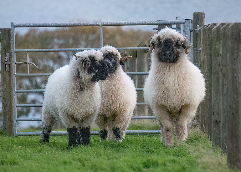 L-R: Islay, Iona and Ira