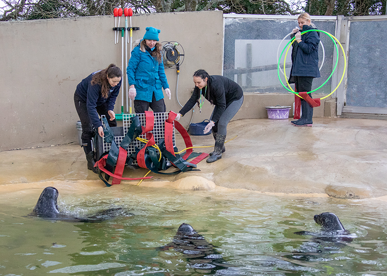 Some of the Animal Care Team putting an enrichment toy for the common seals into their pool!