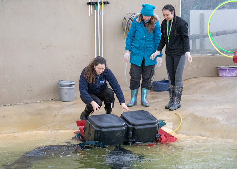 Megan putting the enrichment toy into the common seals pool for their enjoyment!