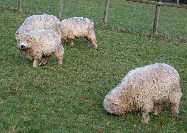 Edelweiss, Dora, Dolly and Evee