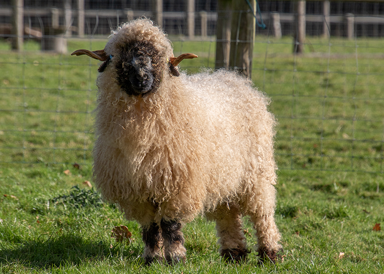 Sunny has big horns and very clumsy!