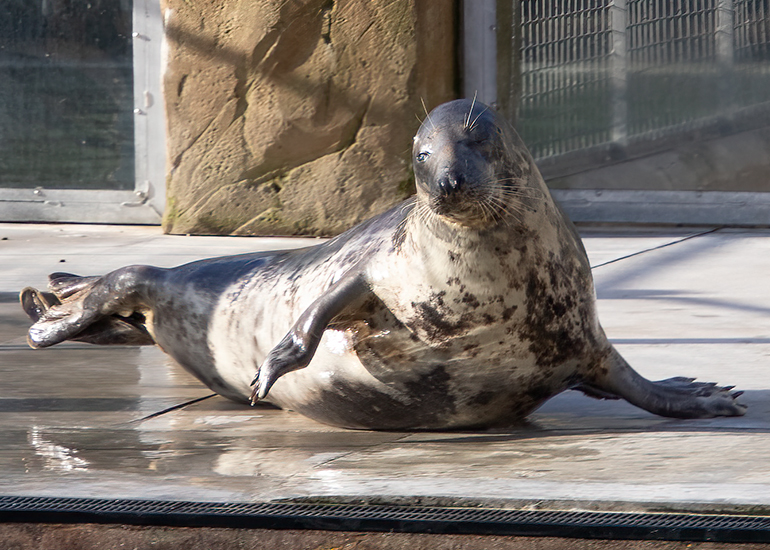 Willow!
