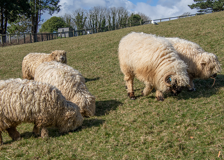 Greyface Dartmoor Sheep