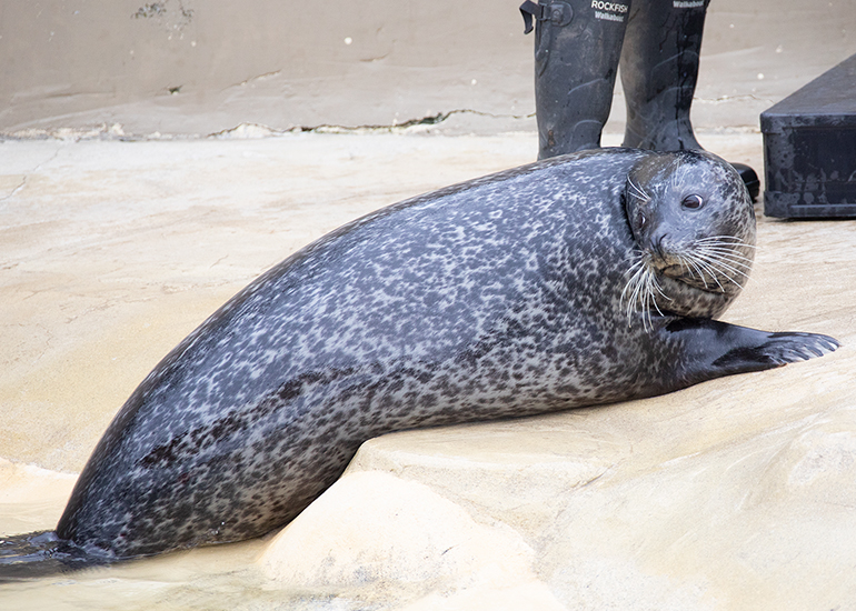 Cornish Seal Sanctuary