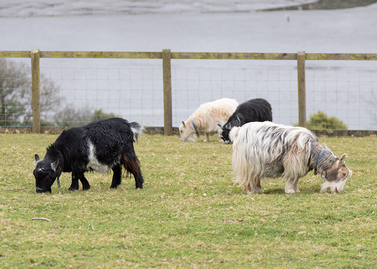 Ernie, Bertie, Marvin and Dennis
