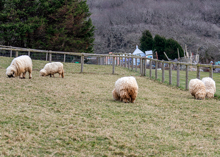 Greyface Dartmoor Sheep